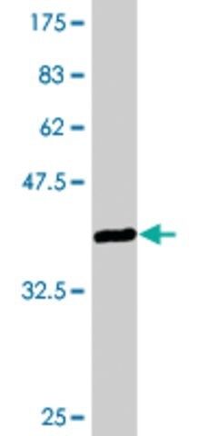 Monoclonal Anti-VGLL1, (N-terminal) antibody produced in mouse
