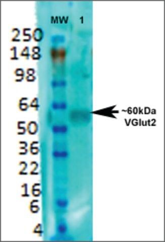 Monoclonal Anti-Vglut2-Atto 488 antibody produced in mouse
