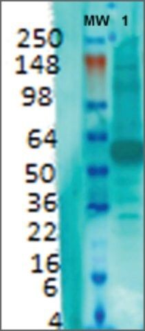 Monoclonal Anti-Vglut1-PerCP antibody produced in mouse