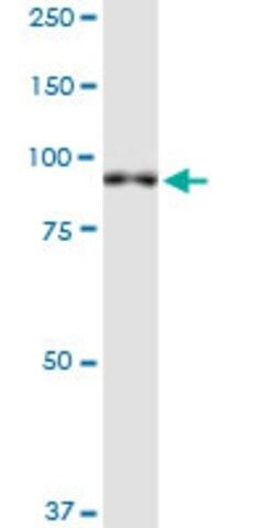 Monoclonal Anti-XPR1, (C-terminal) antibody produced in mouse