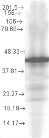 Monoclonal Anti-YDJ1 antibody produced in mouse
