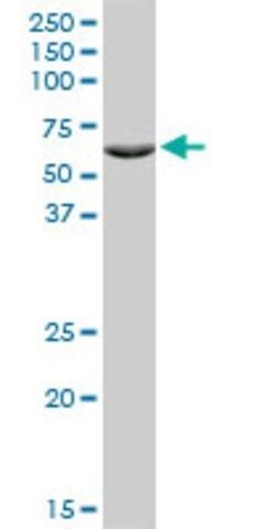 Monoclonal Anti-ZNF133 antibody produced in mouse