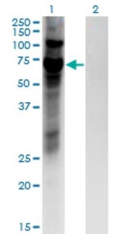 Monoclonal Anti-ZNF10, (N-terminal) antibody produced in mouse
