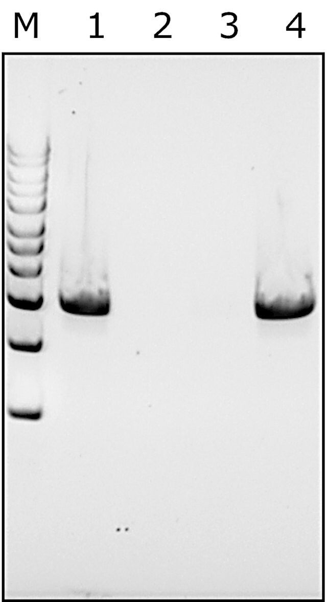 Mutanolysin from <i>Streptomyces globisporus</i> ATCC 21553