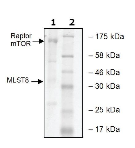 mTOR/Raptor/MLST8 human
