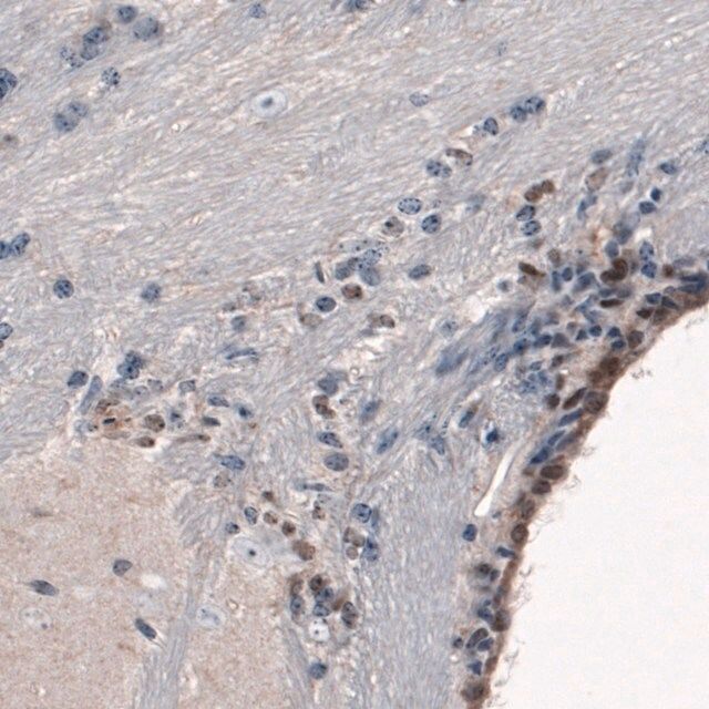 Monoclonal Anti-SOX21 antibody produced in mouse