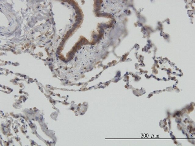 Monoclonal Anti-STIP1, (C-terminal) antibody produced in mouse