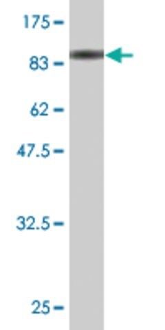 Monoclonal Anti-STIM1, (C-terminal) antibody produced in mouse