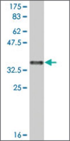 Monoclonal Anti-SULF1, (C-terminal) antibody produced in mouse