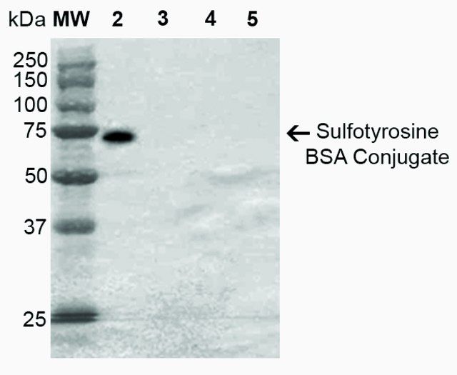 Monoclonal Anti-Sulfotyrosine-Atto 594 antibody produced in mouse