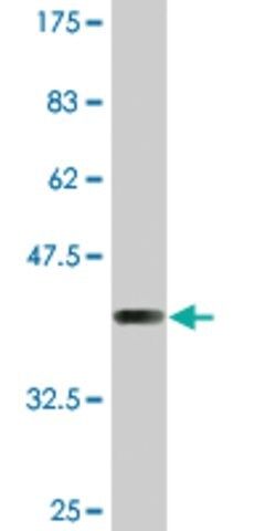 Monoclonal Anti-SULT1C2 antibody produced in mouse
