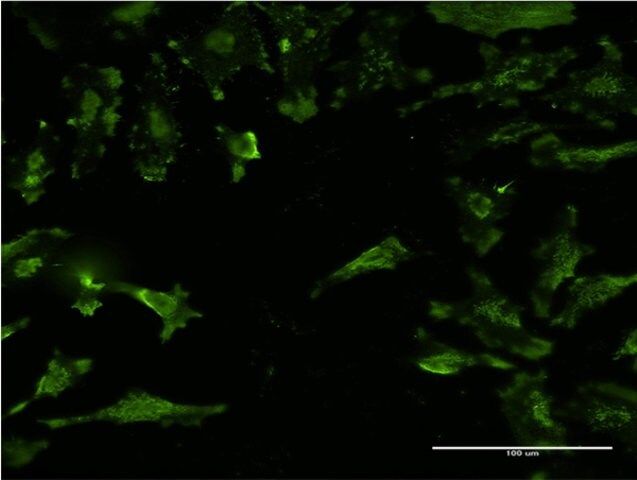 Monoclonal Anti-STX4A antibody produced in mouse