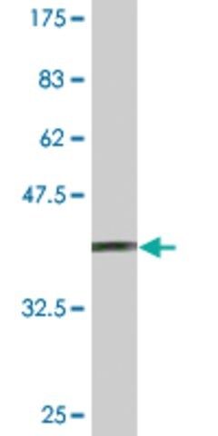 Monoclonal Anti-SUPT5H antibody produced in mouse