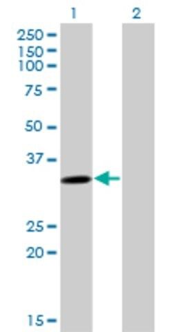 Monoclonal Anti-SULT4A1, (N-terminal) antibody produced in mouse