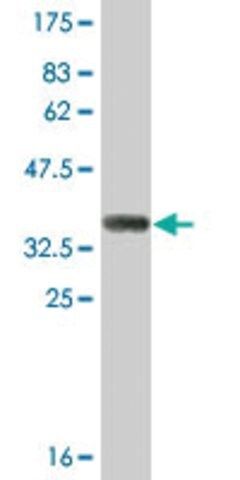 Monoclonal Anti-SULT1B1, (N-terminal) antibody produced in mouse