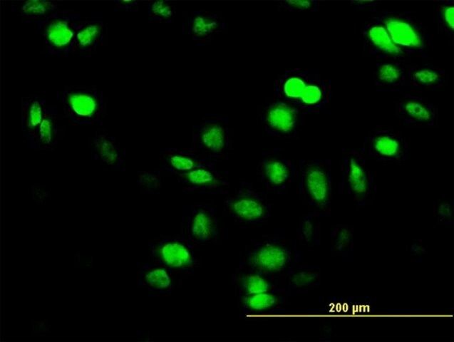 Monoclonal Anti-SUPT5H, (C-terminal) antibody produced in mouse