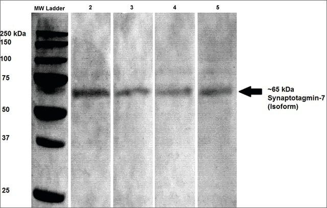 Monoclonal Anti-Synaptotagmin-7-Apc antibody produced in mouse