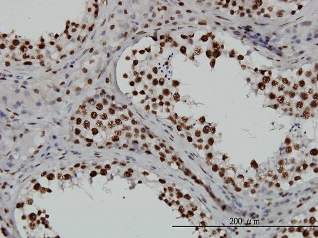 Monoclonal Anti-TAF11, (C-terminal) antibody produced in mouse