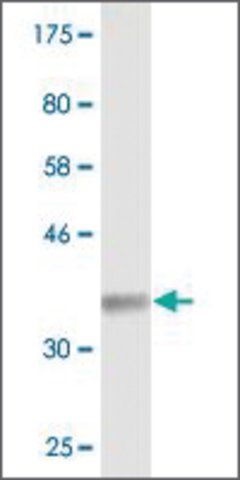 Monoclonal Anti-SYNGR2, (C-terminal) antibody produced in mouse