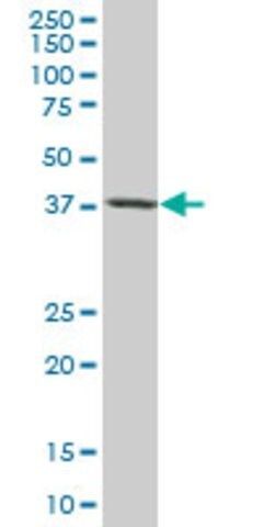 Monoclonal Anti-TARBP2 antibody produced in mouse