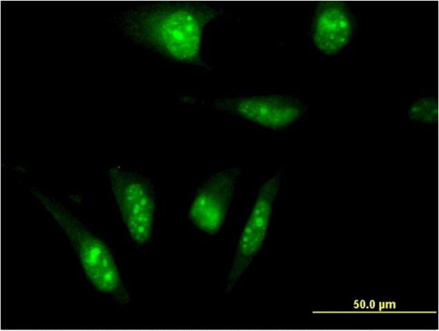 Monoclonal Anti-TAF7L antibody produced in mouse
