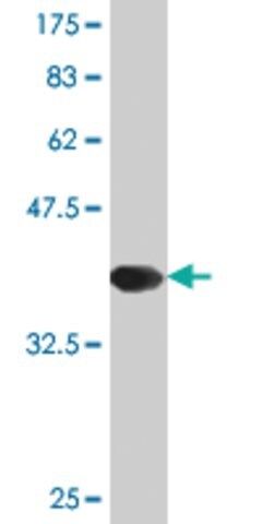 Monoclonal Anti-TAC3, (C-terminal) antibody produced in mouse