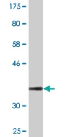 Monoclonal Anti-TCP11 antibody produced in mouse