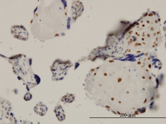 Monoclonal Anti-TEAD4, (N-terminal) antibody produced in mouse
