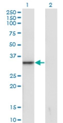 Monoclonal Anti-SNAI1 antibody produced in mouse