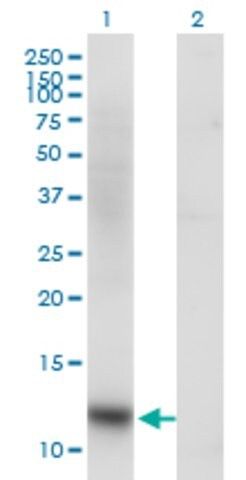 Monoclonal Anti-SNAPC5 antibody produced in mouse