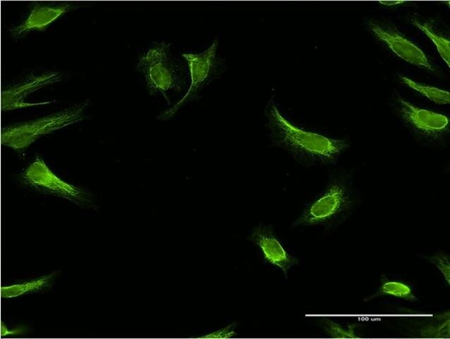 Monoclonal Anti-RBP7, (C-terminal) antibody produced in mouse