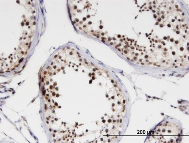 Monoclonal Anti-NCBP1 antibody produced in mouse