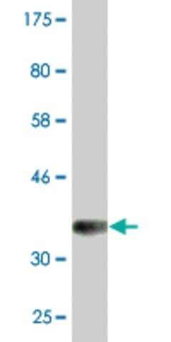 Monoclonal Anti-NELL2 antibody produced in mouse