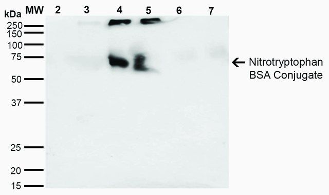 Monoclonal Anti-Nitrotryptophan-Biotin antibody produced in mouse