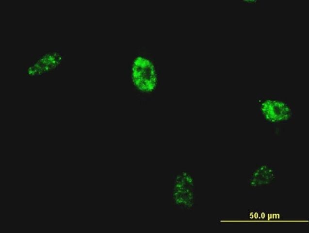 Monoclonal Anti-NKX2-5 antibody produced in mouse