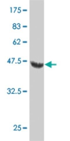 Monoclonal Anti-NOG, (C-terminal) antibody produced in mouse