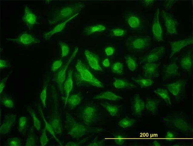 Monoclonal Anti-NME2, (C-terminal) antibody produced in mouse