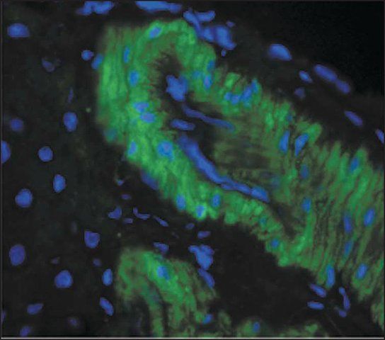 Monoclonal Anti-Nitrotyrosine antibody produced in mouse