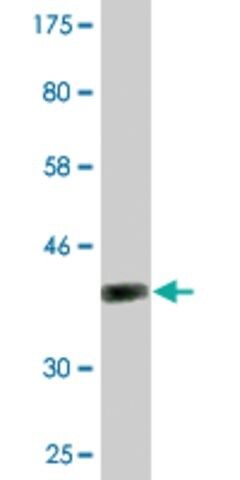 Monoclonal Anti-NOD1, (N-terminal) antibody produced in mouse