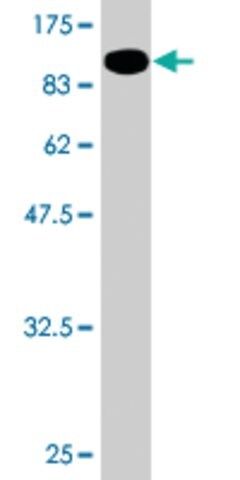 Monoclonal Anti-MLLT3 antibody produced in mouse