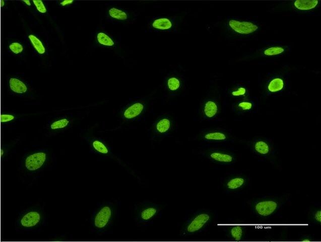 Monoclonal Anti-HDGFRP3 antibody produced in mouse