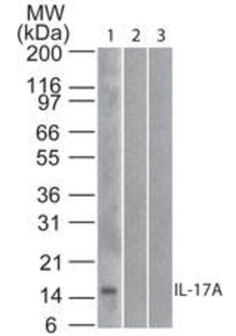 Monoclonal Anti-IL-17A antibody produced in mouse