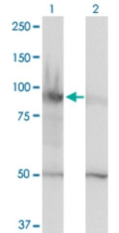 Monoclonal Anti-HELLS antibody produced in mouse