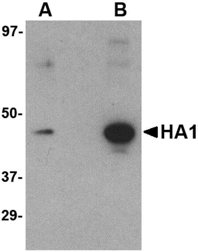 Monoclonal Anti-Hemagglutinin [1E6A7] antibody produced in mouse