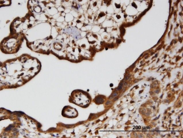 Monoclonal Anti-HECTD2 antibody produced in mouse