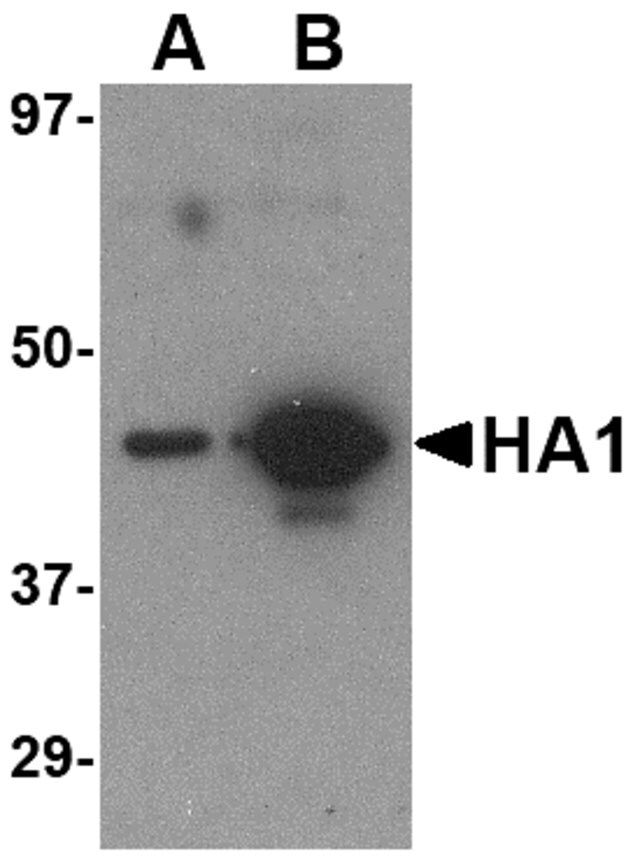 Monoclonal Anti-Hemagglutinin [7B9B2] antibody produced in mouse