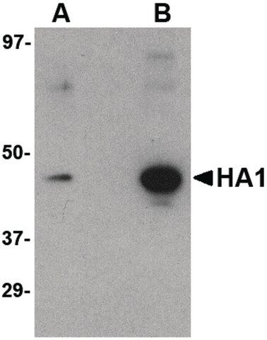 Monoclonal Anti-HEMAGGLUTININ antibody produced in mouse