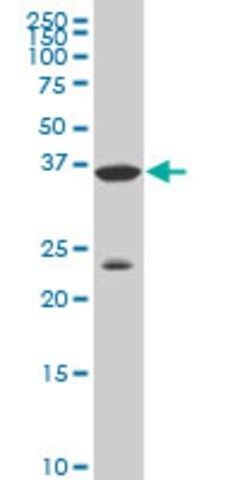Monoclonal Anti-DLX3 antibody produced in mouse