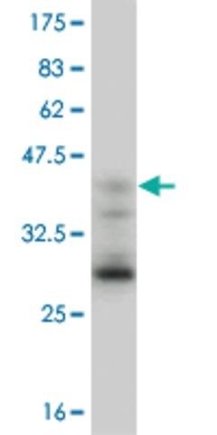 Monoclonal Anti-EOMES antibody produced in mouse