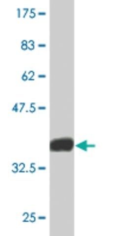 Monoclonal Anti-EPB41L1, (N-terminal) antibody produced in mouse